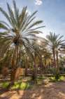 Saudi Arabia, Medina, Al-Ula. Palm trees at the Daimumah Oasis Art Print